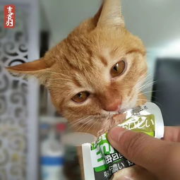新品秒杀 上新福利,又双叒叕上新品宠物零食啦,猫咪狗狗都爱吃